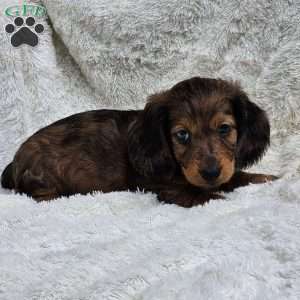 Tom, Dachshund Puppy